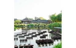 2026十堰夏季团建新篇：贝塔团建以‘长安的荔枝’解锁国风团建新体验